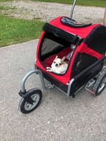 best dog stroller