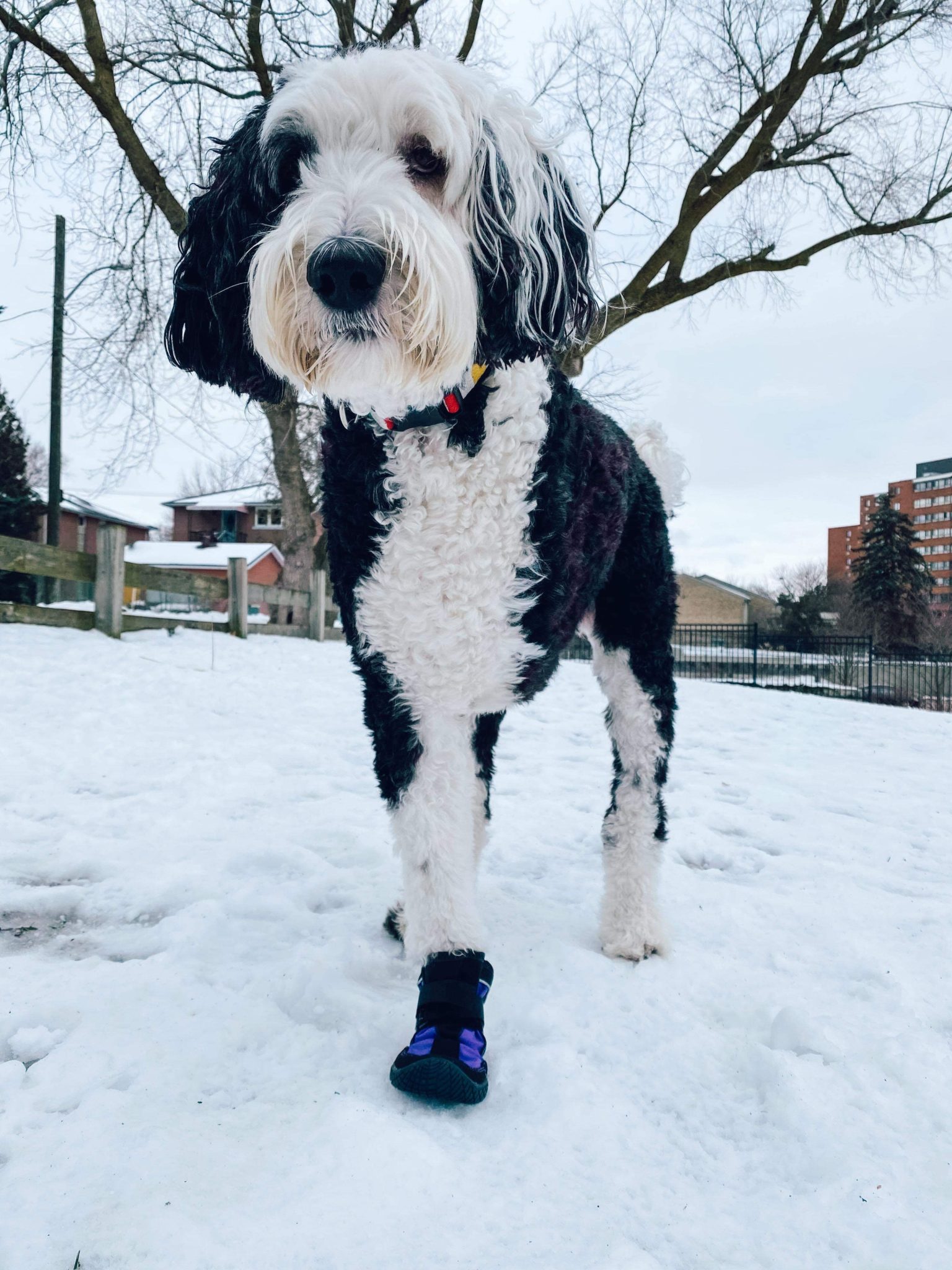 5 Best Dog Booties Veterinary Student Blog