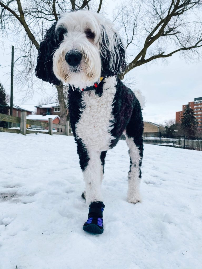 Dog outside in winter wearing muttluk dog booties 