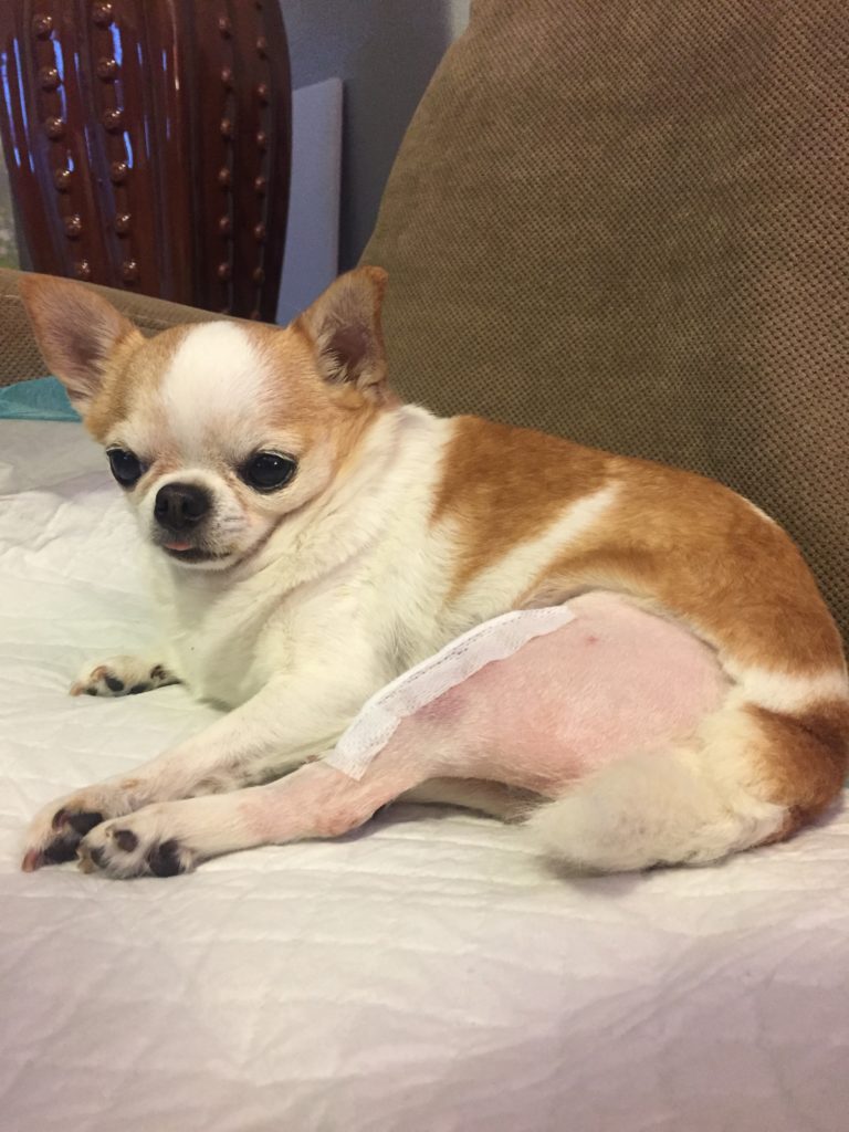 how much does luxating patella surgery cost for a dog