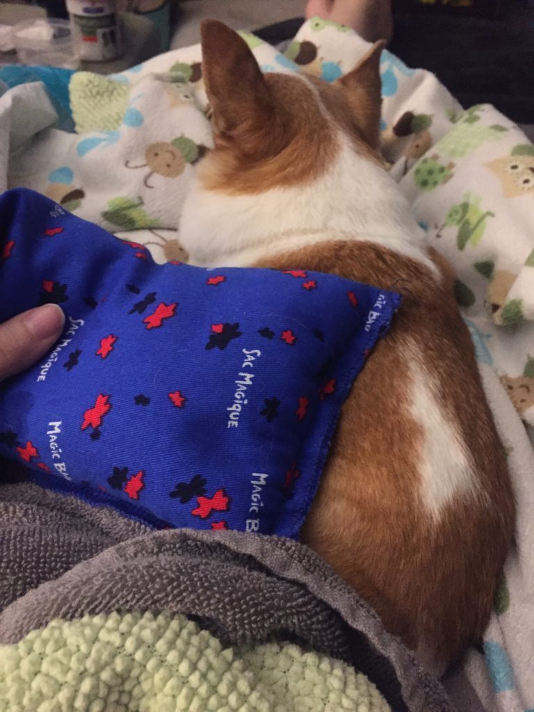 Icing dog's knee after canine luxating patella surgery