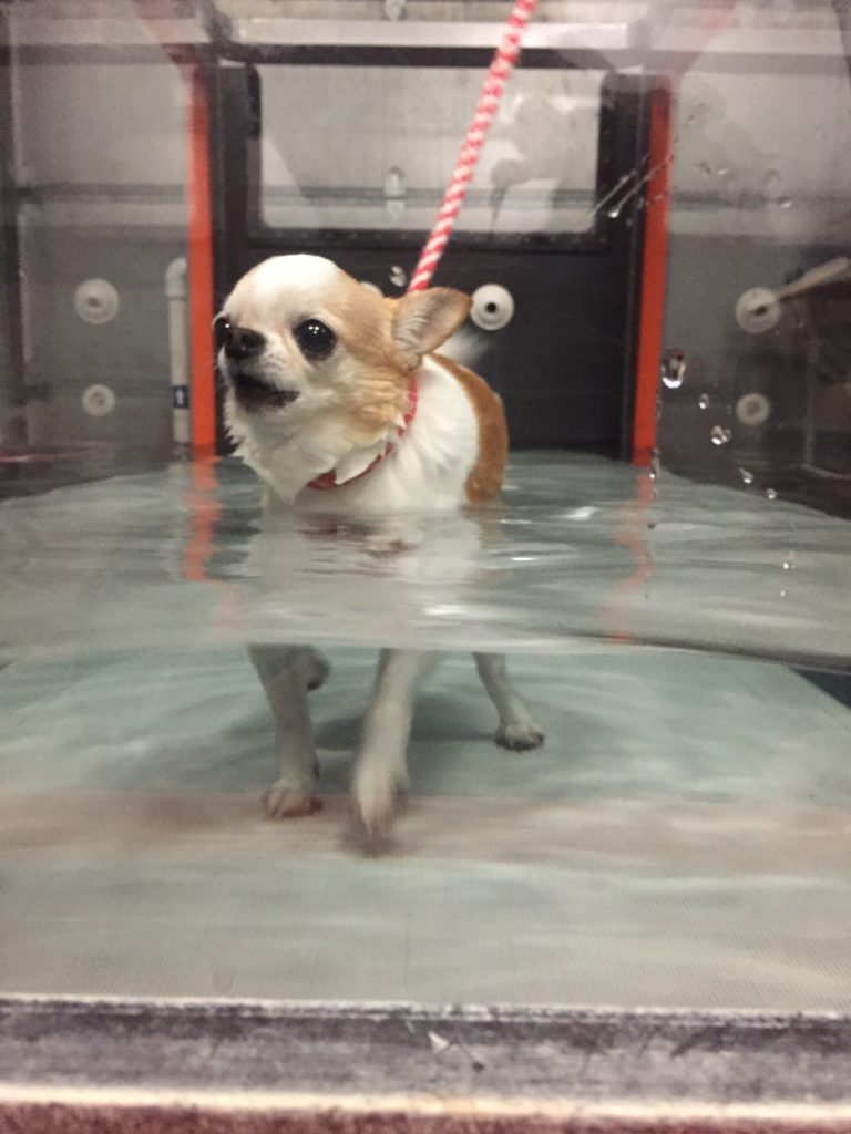 Dog doing physical rehabilitation after canine luxating patella surgery 