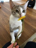 non declawed cat sniffing flower