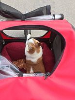 Dog in stroller