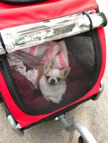 dog stroller