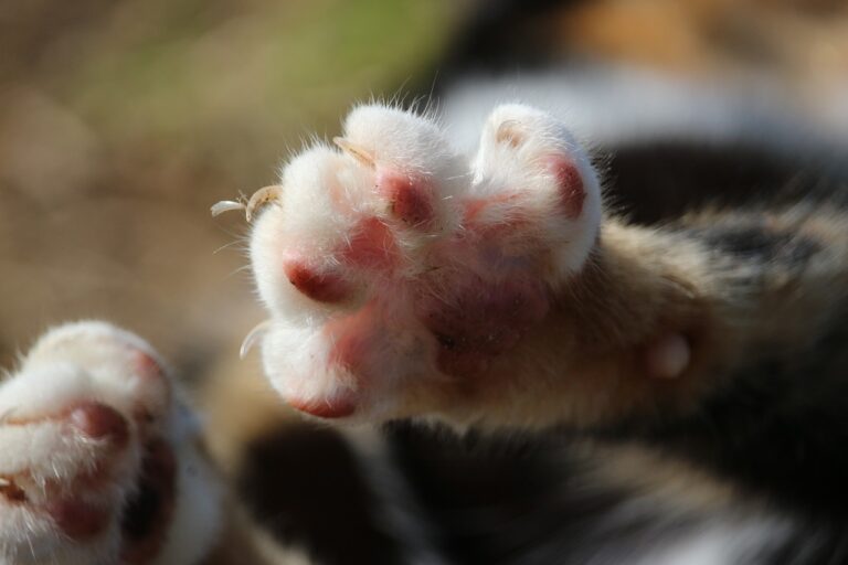 Declawing Your Cat Why You Shouldn't Do It Veterinary Student Blog