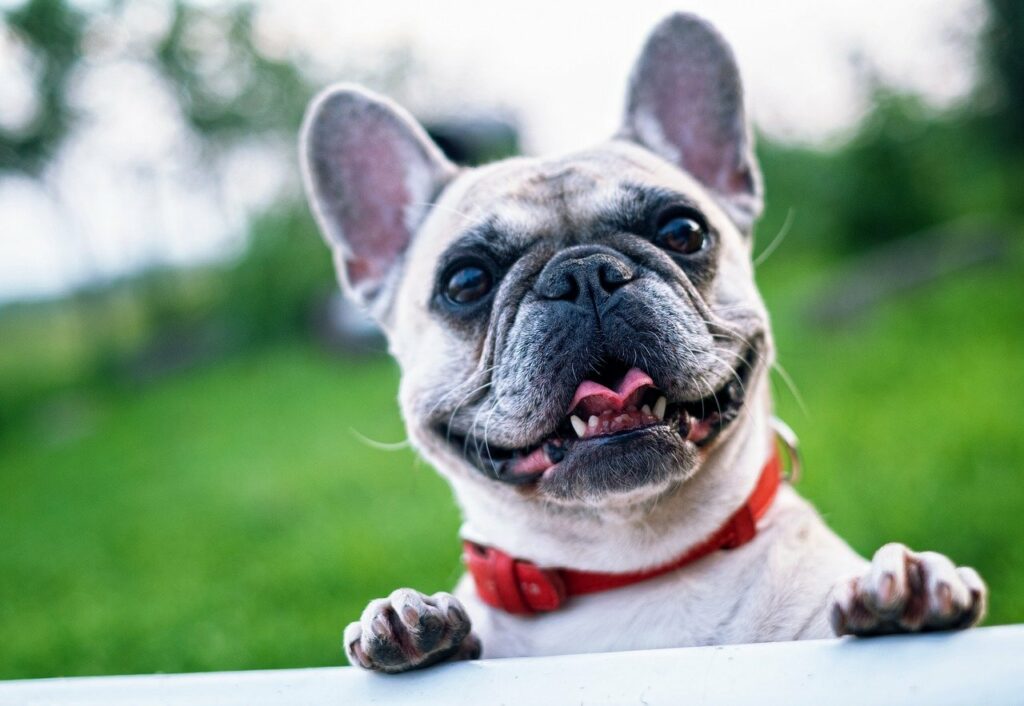 french bulldog, summer, smile