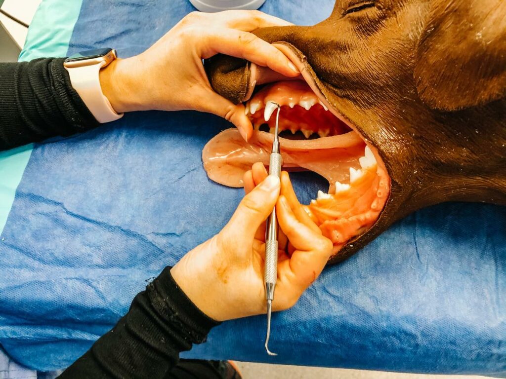dentistry lab hand scaling fake teeth 